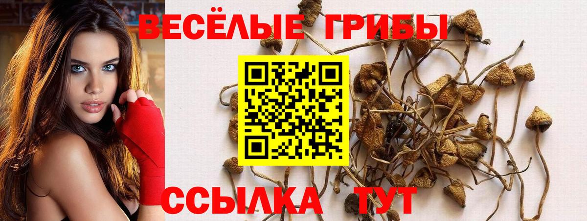 Галлюциногенные грибы Psilocybe Астрахань